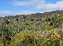11.1- Vegetation de flax et palmiers a Pancake rocks